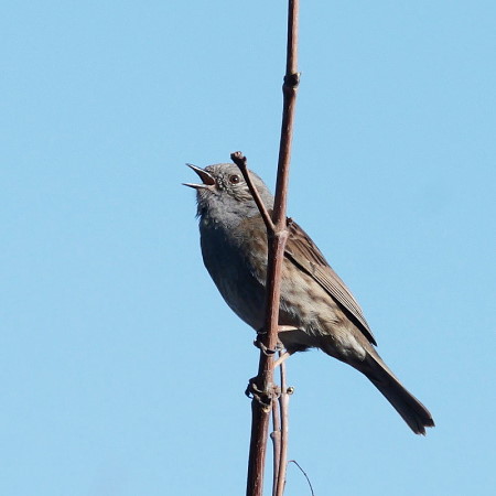 Singende Heckenbraunelle an dünnem Zweig